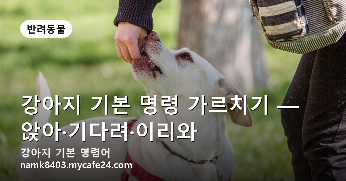 강아지 기본 명령 가르치기 — 앉아·기다려·이리와