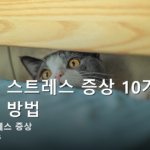 고양이 스트레스 증상 10가지와 줄이는 방법