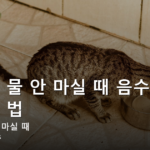 고양이 물 안 마실 때 음수량 늘리는 법