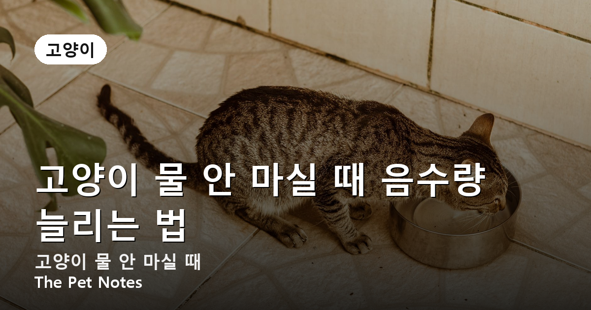 고양이 물 안 마실 때 음수량 늘리는 법