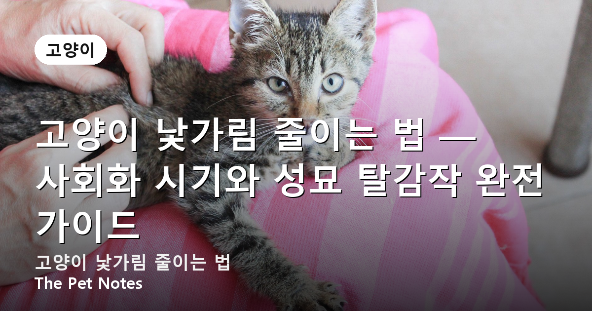 고양이 낯가림 줄이는 법 — 사회화 시기와 성묘 탈감작 완전 가이드