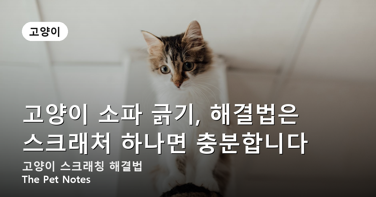 고양이 소파 긁기, 해결법은 스크래처 하나면 충분합니다