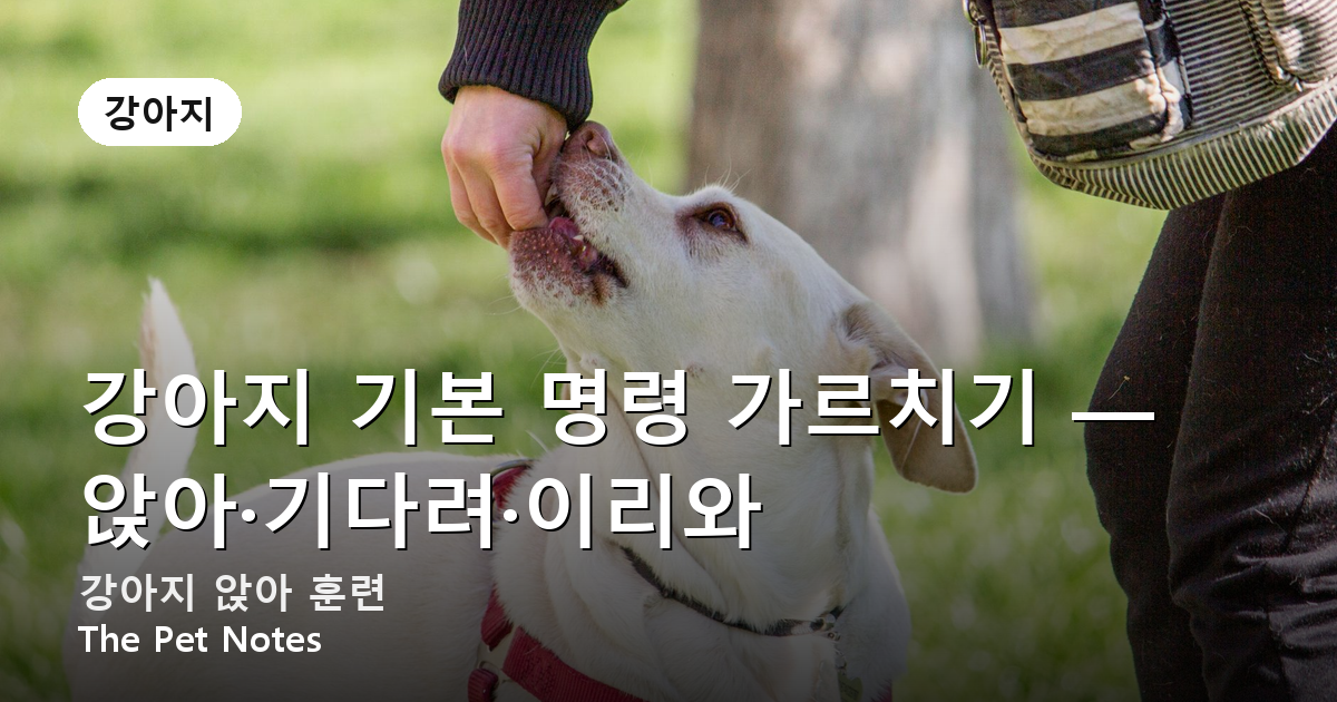 강아지 기본 명령 가르치기 — 앉아·기다려·이리와