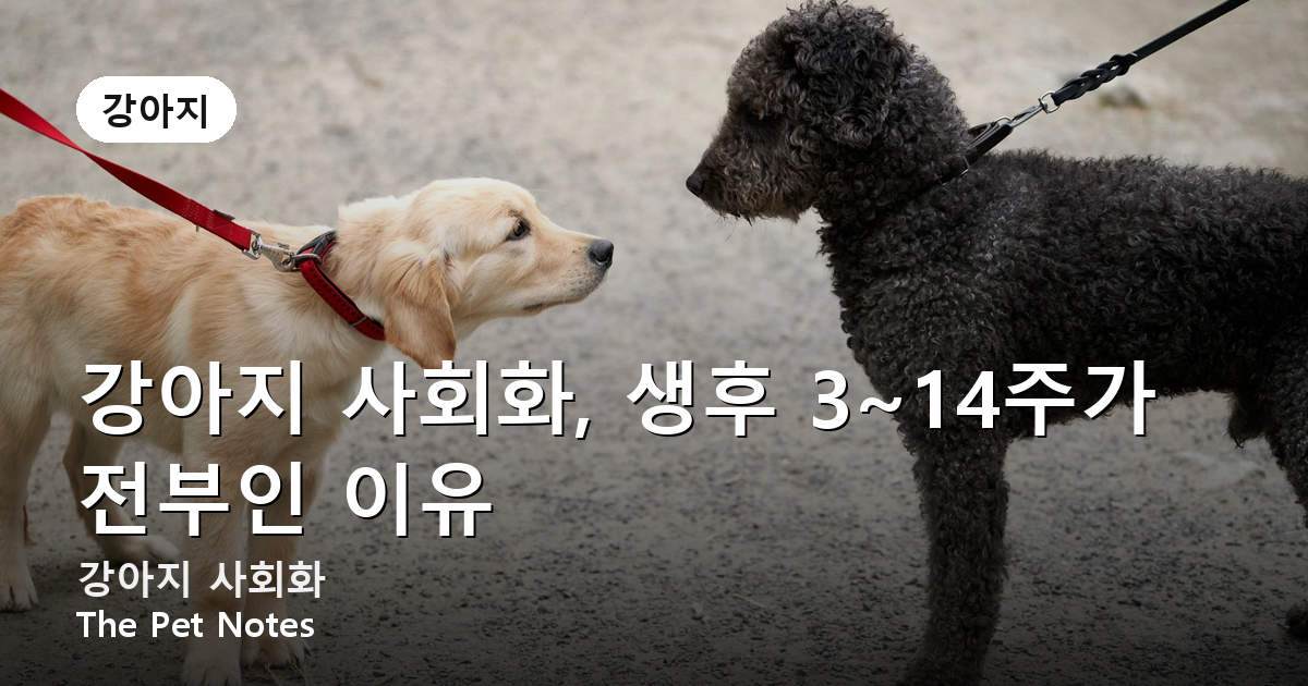 강아지 사회화, 생후 3~14주가 전부인 이유