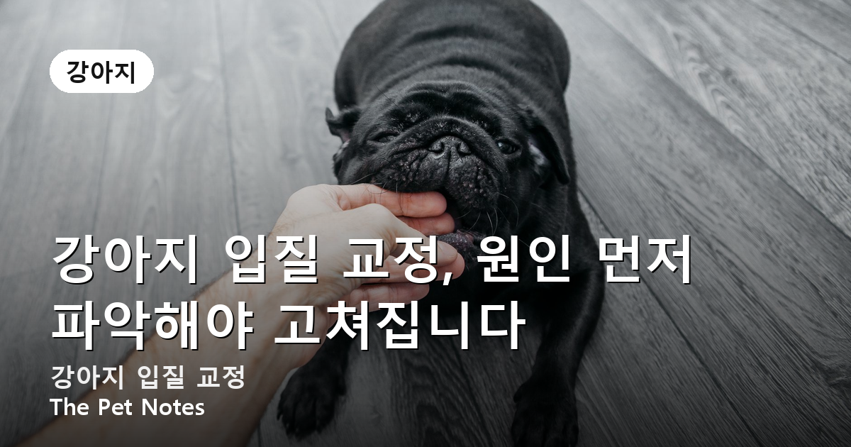 강아지 입질 교정, 원인 먼저 파악해야 고쳐집니다