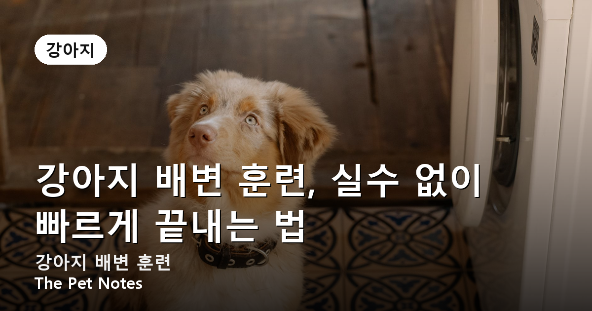 강아지 배변 훈련, 실수 없이 빠르게 끝내는 법