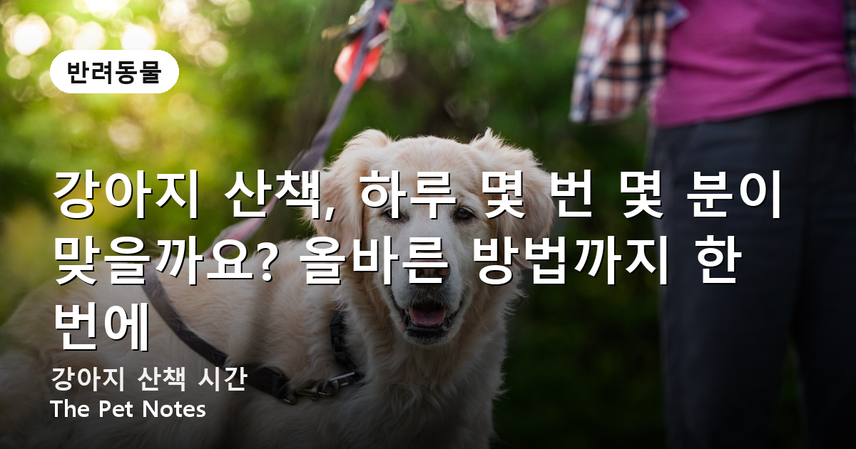 강아지 산책, 하루 몇 번 몇 분이 맞을까요? 올바른 방법까지 한 번에