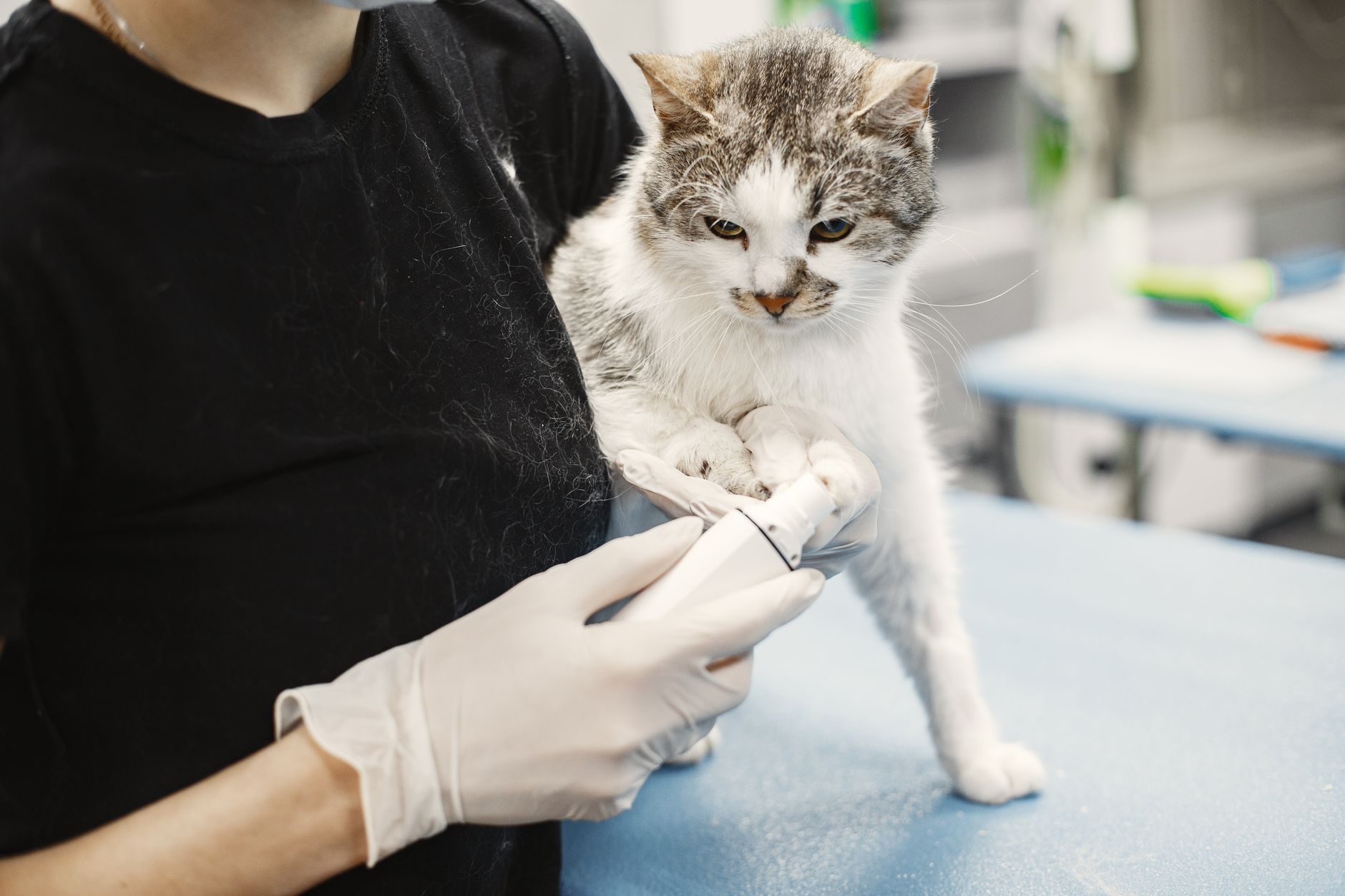 고양이 비만 체크와 체중 관리, 손으로 먼저 확인하세요