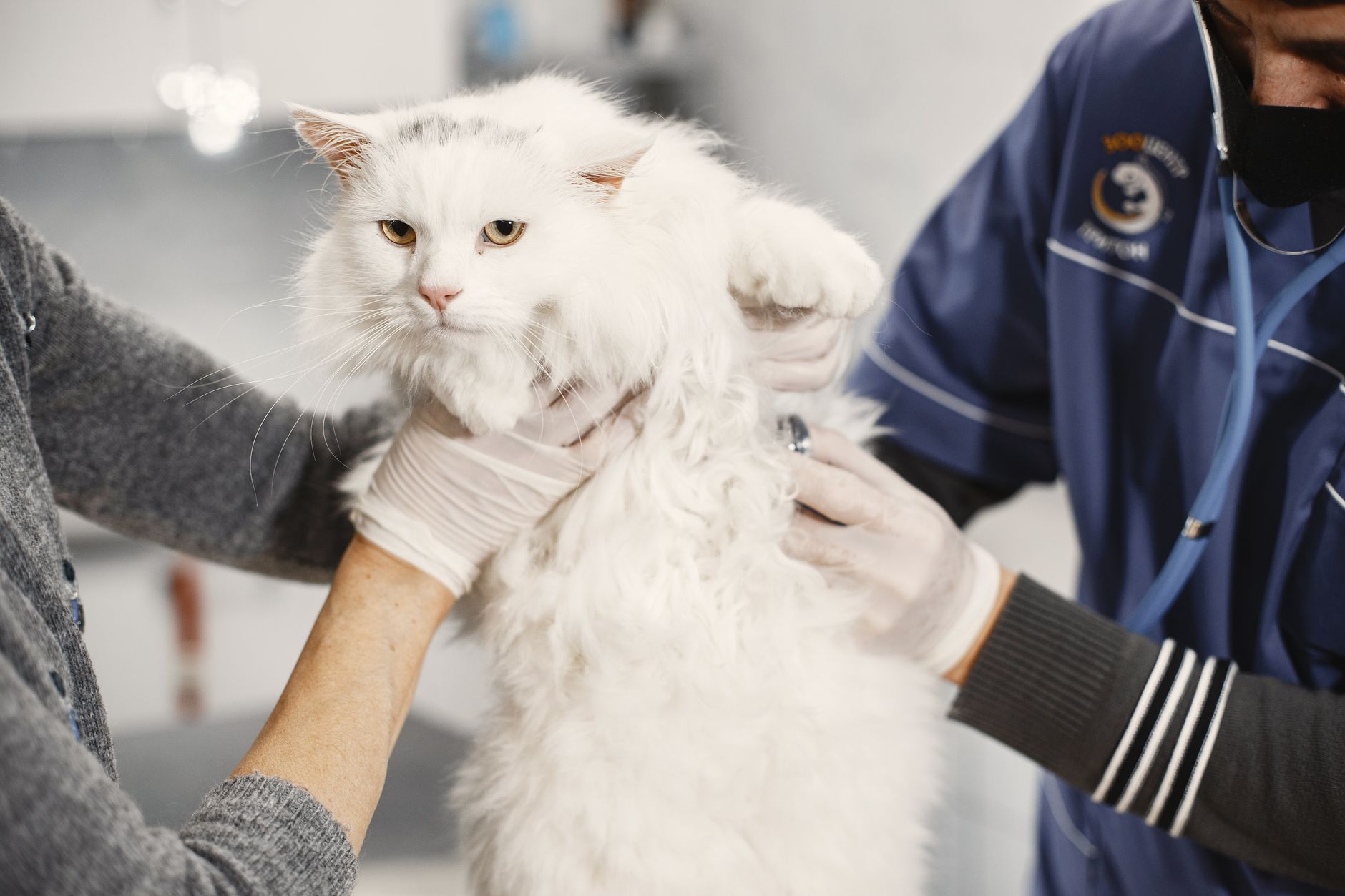 고양이 신부전 예방, 증상 아닌 정기검진으로 미리 잡기