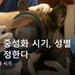 강아지 중성화 시기, 성별 아니라 크기가 정한다