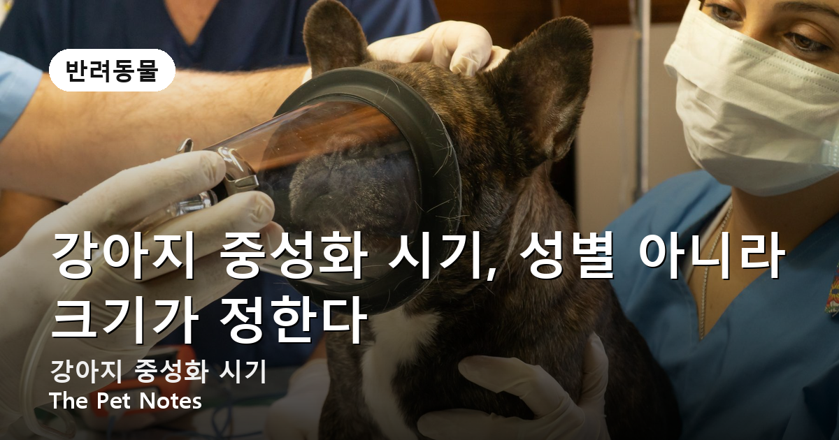 강아지 중성화 시기, 성별 아니라 크기가 정한다