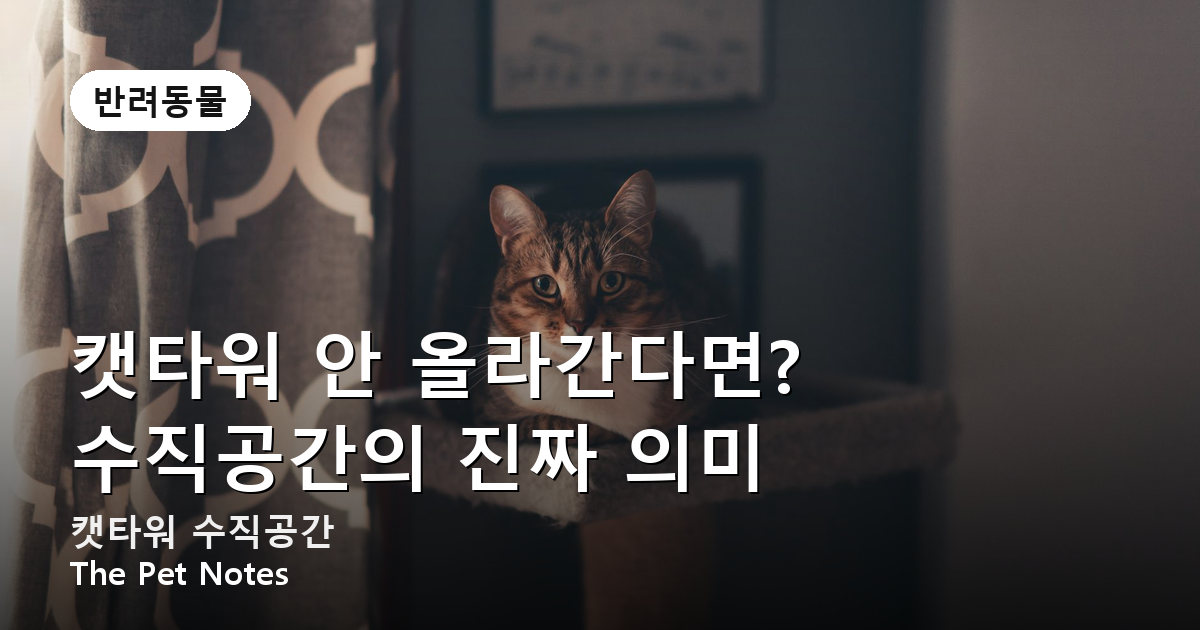 캣타워 안 올라간다면? 수직공간의 진짜 의미