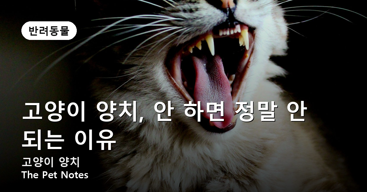 고양이 양치, 안 하면 정말 안 되는 이유