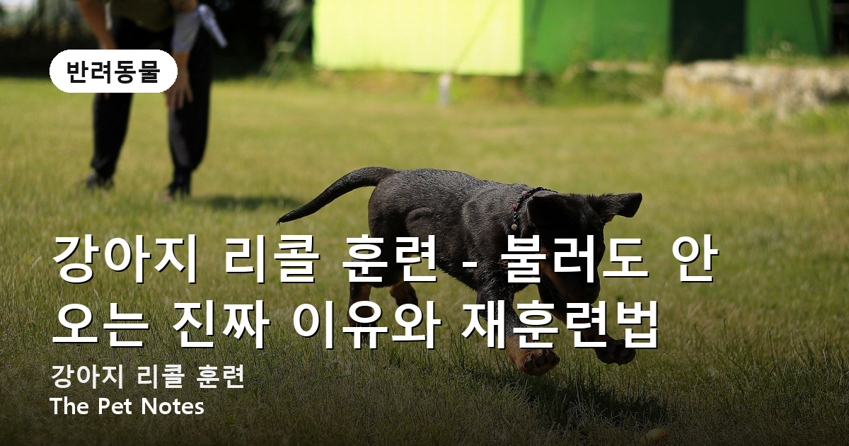 강아지 리콜 훈련 - 불러도 안 오는 진짜 이유와 재훈련법