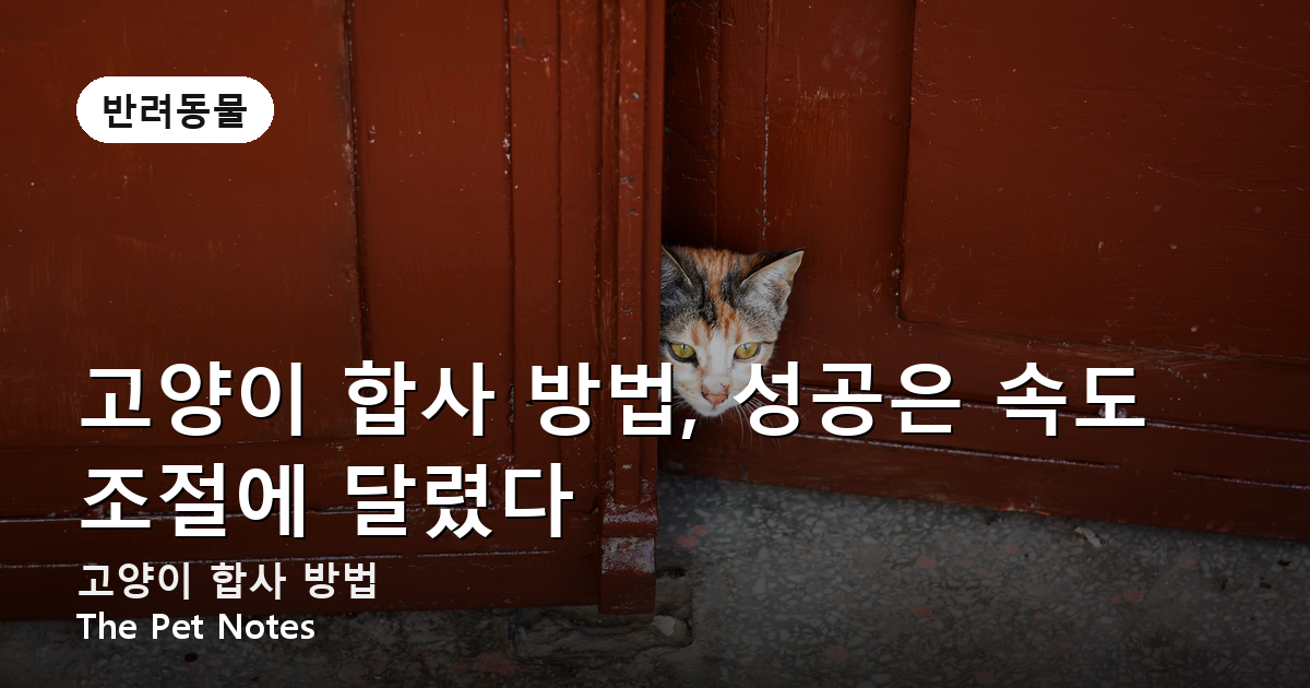 고양이 합사 방법, 성공은 속도 조절에 달렸다