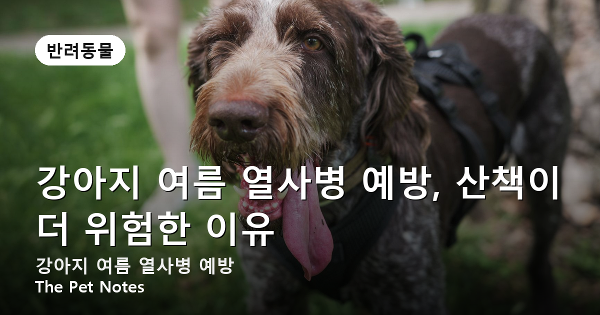 강아지 여름 열사병 예방, 산책이 더 위험한 이유