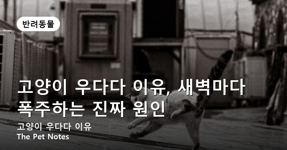 고양이 우다다 이유, 새벽마다 폭주하는 진짜 원인