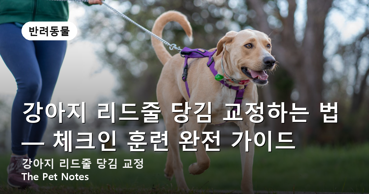 강아지 리드줄 당김 교정하는 법 — 체크인 훈련 완전 가이드