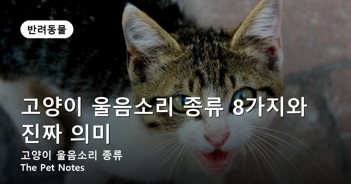 고양이 울음소리 종류 8가지와 진짜 의미
