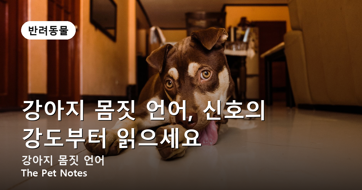 강아지 몸짓 언어, 신호의 강도부터 읽으세요