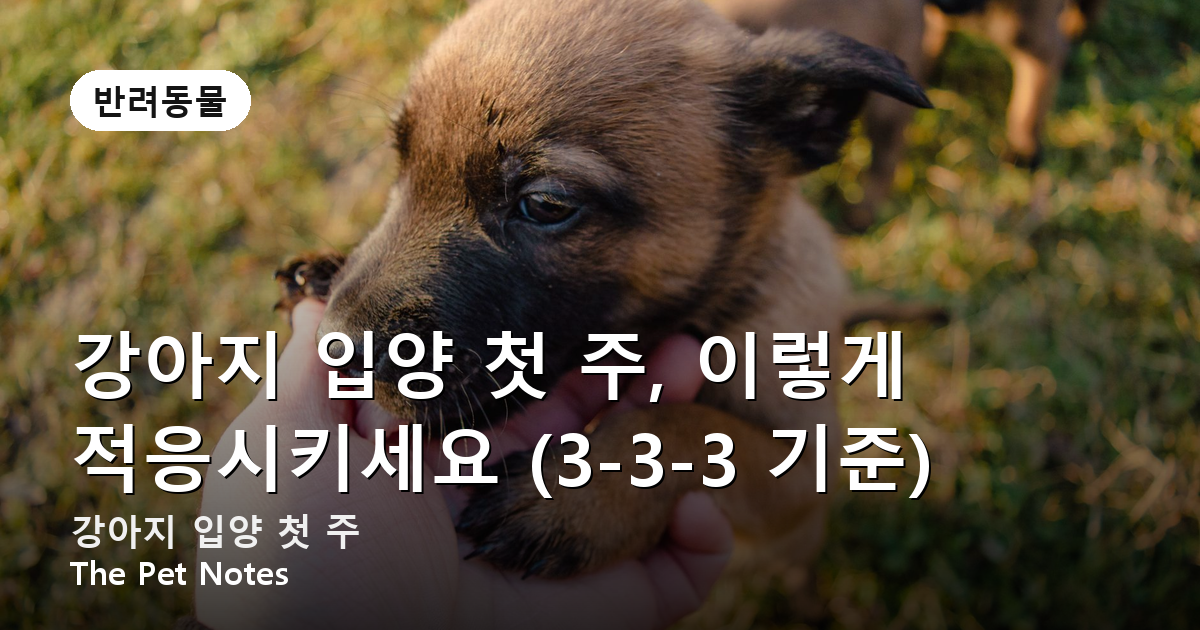 강아지 입양 첫 주, 이렇게 적응시키세요 (3-3-3 기준)