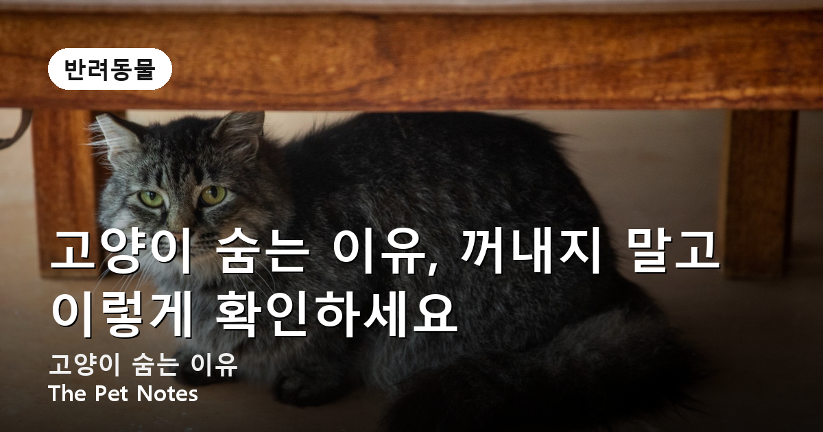 고양이 숨는 이유, 꺼내지 말고 이렇게 확인하세요