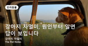 강아지 차멀미, 원인부터 알면 답이 보입니다