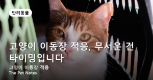 고양이 이동장 적응, 무서운 건 타이밍입니다
