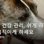 노령견 건강 관리, 쉬게 하기보다 계속 움직이게 하세요