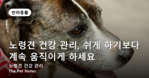 노령견 건강 관리, 쉬게 하기보다 계속 움직이게 하세요