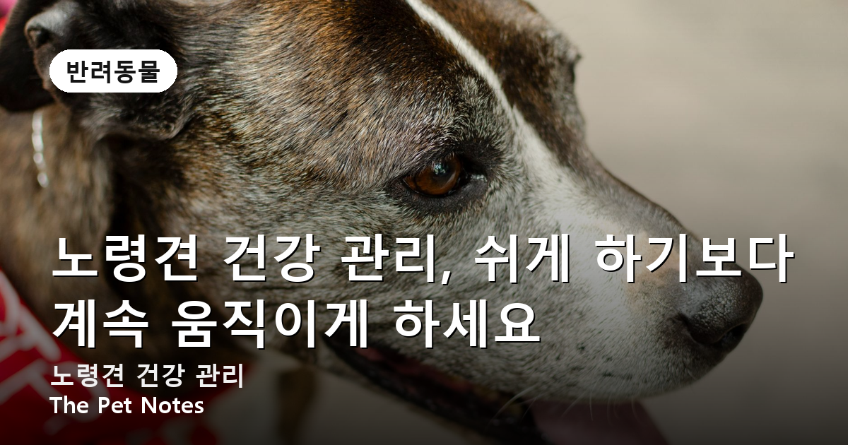 노령견 건강 관리, 쉬게 하기보다 계속 움직이게 하세요