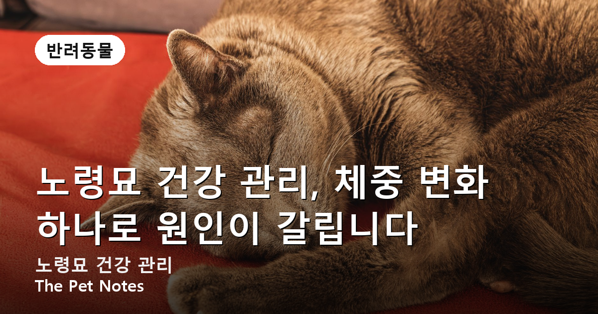노령묘 건강 관리, 체중 변화 하나로 원인이 갈립니다